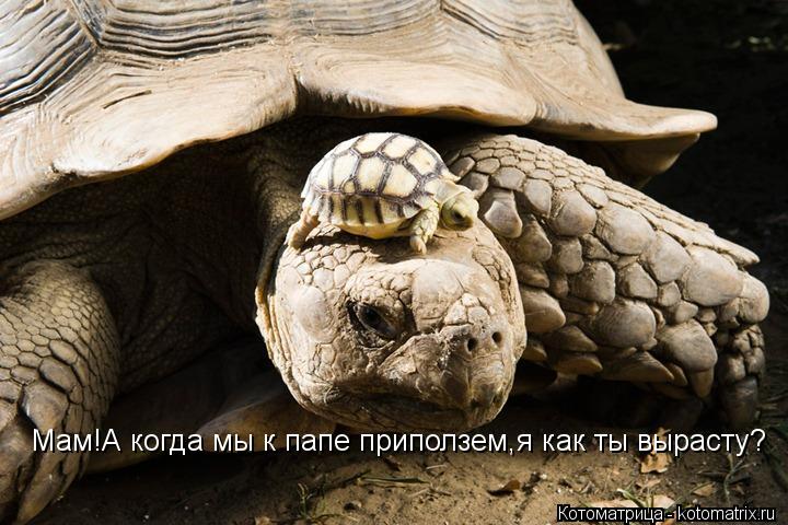 Мам!А когда мы к папе приползем,я как ты вырасту?... Котоматрица: Мам!А когда мы к папе приползем,я как ты вырасту?
