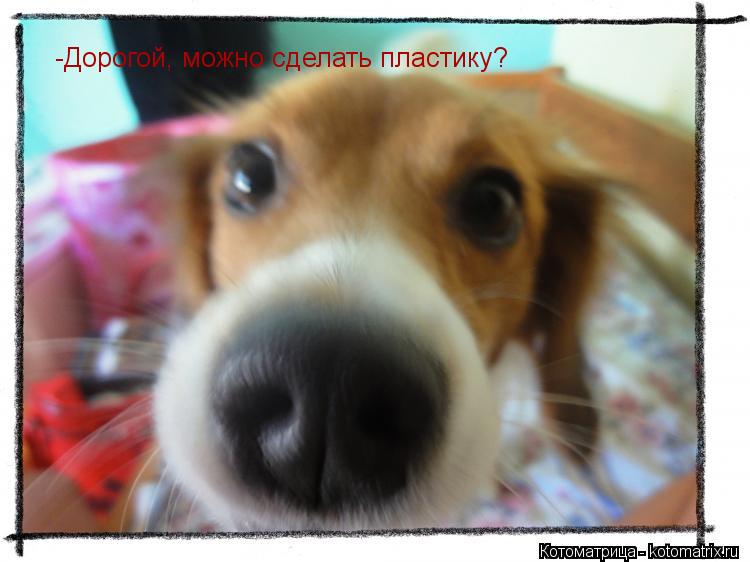 Котоматрица: -Дорогой, можно сделать пластику?