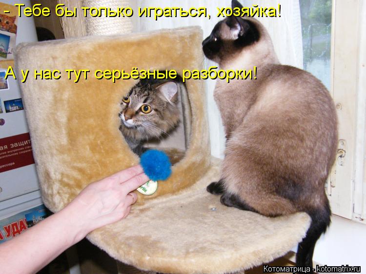- Тебе бы только играться, хозяйка! А у нас тут серьёзные разборки!... Котоматрица: - Тебе бы только играться, хозяйка! А у нас тут серьёзные разборки!