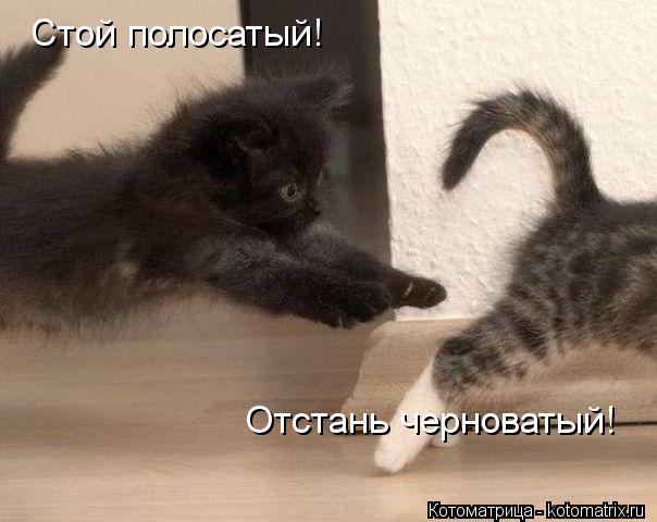 Котоматрица: Стой полосатый!  Отстань черноватый!