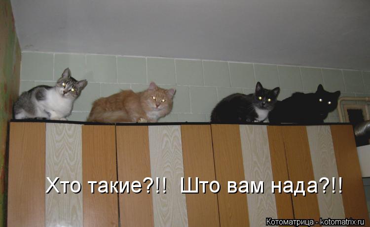 Котоматрица: Хто такие?!!  Што вам нада?!!