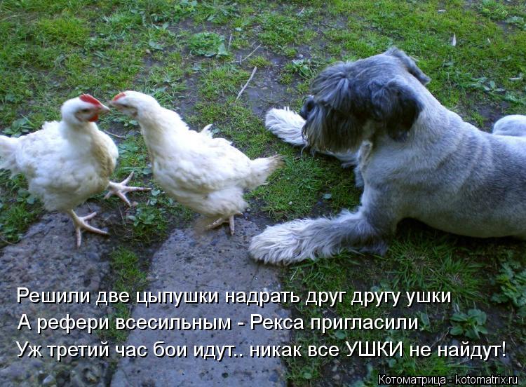 Решили две цыпушки надрать друг другу ушки А рефери всесильным - Рекса пригласили Уж третий час бои и... Котоматрица: Решили две цыпушки надрать друг другу ушки А рефери всесильным - Рекса пригласили Уж третий час бои идут.. никак все УШКИ не найдут!