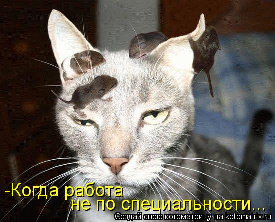 не по специальности... -Когда работа... Котоматрица: не по специальности... -Когда работа
