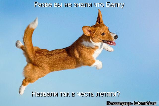 Разве вы не знали что Белку Назвали так в честь летяги?... Котоматрица: Разве вы не знали что Белку Назвали так в честь летяги?