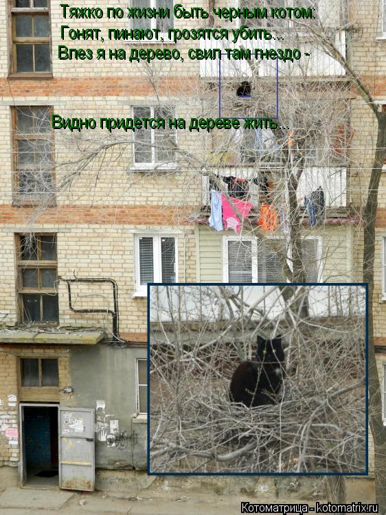 Котоматрица: Тяжко по жизни быть черным котом: Гонят, пинают, грозятся убить... Влез я на дерево, свил там гнездо - Видно придется на дереве жить...