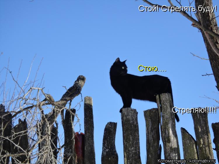 Стой! Стрелять буду! Стреляю!!!!! Стою....... Котоматрица: Стой! Стрелять буду! Стреляю!!!!! Стою....