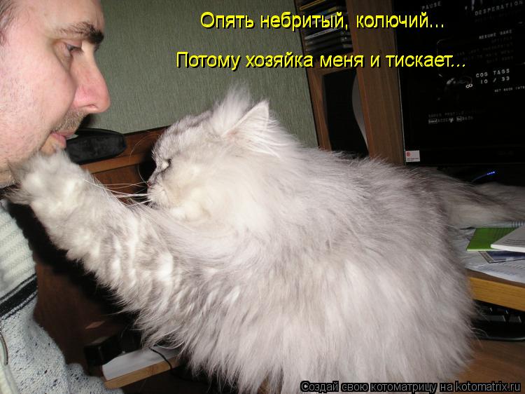 Котоматрица: Опять небритый, колючий... Опять небритый, колючий... Потому хозяйка меня и тискает... Потому хозяйка меня и тискает...