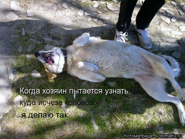 Когда хозяин пытается узнать, куда исчеза колбаса - я делаю так Когда хозяин пытается узнать, куда ис... Котоматрица: Когда хозяин пытается узнать, куда исчеза колбаса - я делаю так Когда хозяин пытается узнать, куда исчеза колбаса - я делаю так