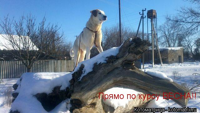Прямо по курсу ВЕСНА!!... Котоматрица: Прямо по курсу ВЕСНА!!