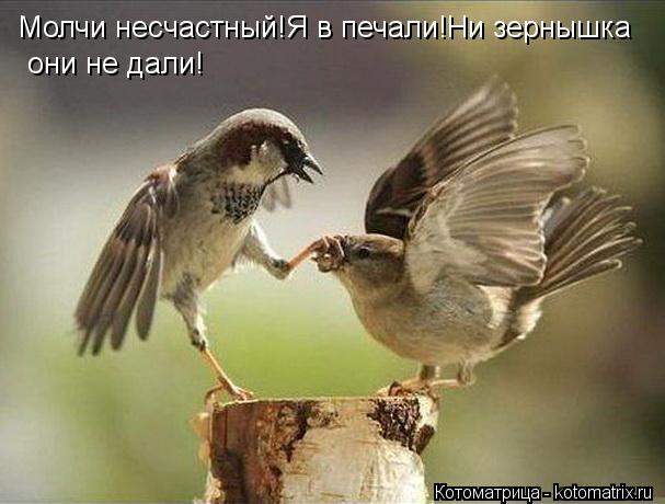 Молчи несчастный!Я в печали!Ни зернышка они не дали!... Котоматрица: Молчи несчастный!Я в печали!Ни зернышка они не дали!