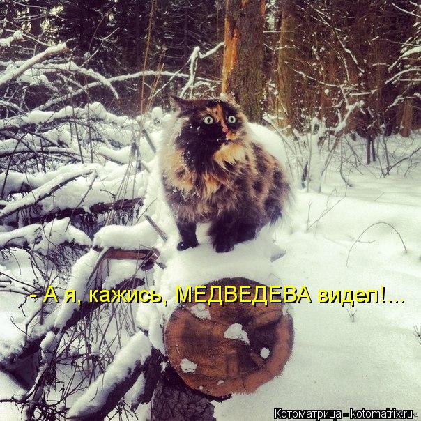 Котоматрица: - А я, кажись, МЕДВЕДЕВА видел!...