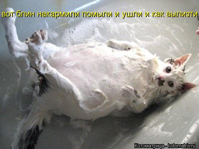 Котоматрица: вот блин накармили помыли и ушли и как вылизти