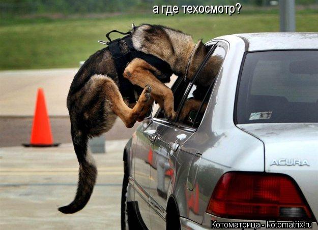 Котоматрица: а где техосмотр?