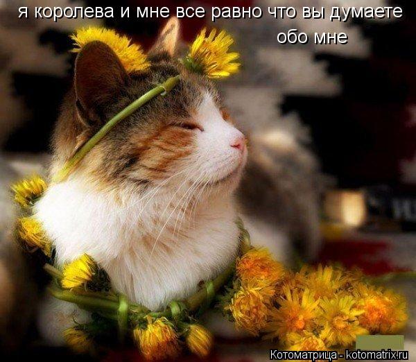Котоматрица: я королева и мне все равно что вы думаете обо мне