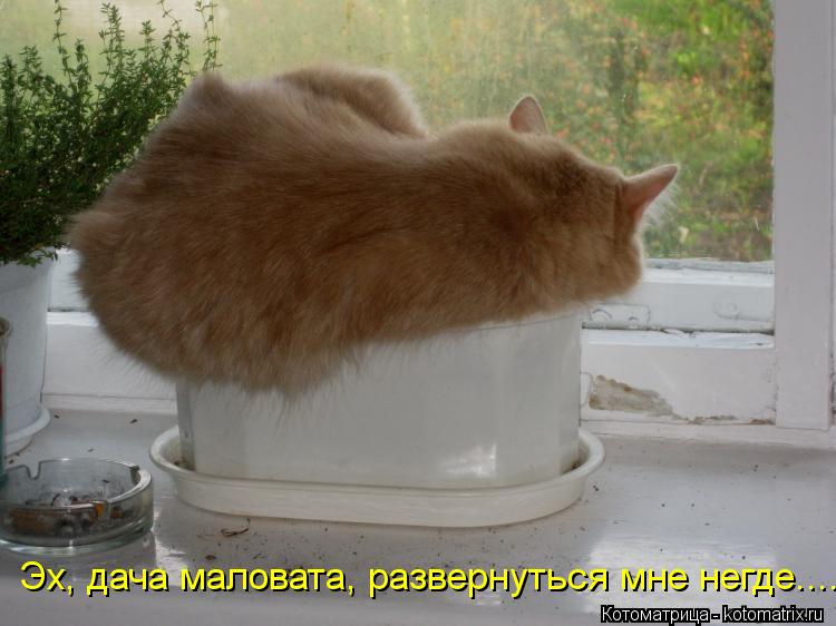 Эх, дача маловата, развернуться мне негде....... Котоматрица: Эх, дача маловата, развернуться мне негде....