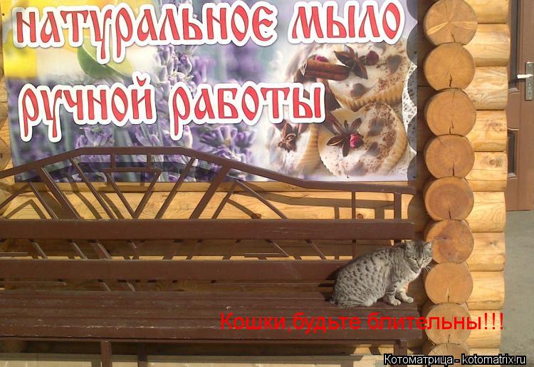 Кошки,будьте блительны!!!... Котоматрица: Кошки,будьте блительны!!!