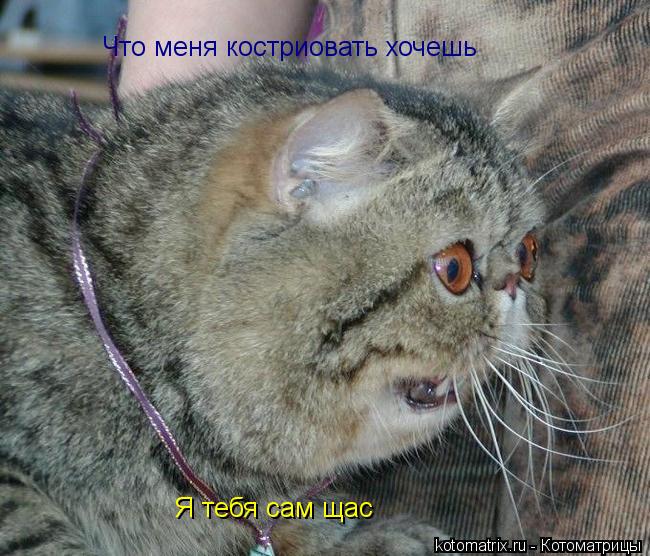 Что меня костриовать хочешь Я тебя сам щас... Котоматрица: Что меня костриовать хочешь Я тебя сам щас
