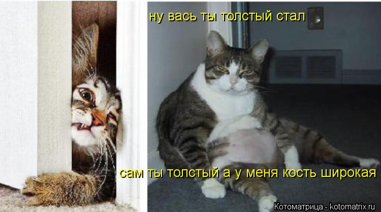 Котоматрица: ну вась ты толстый стал сам ты толстый а у меня кость широкая