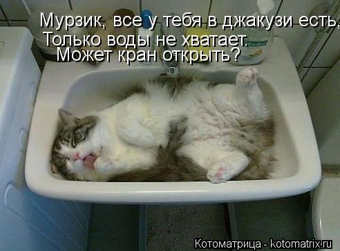 Котоматрица: Мурзик, все у тебя в джакузи есть,  Только воды не хватает.  Может кран открыть?