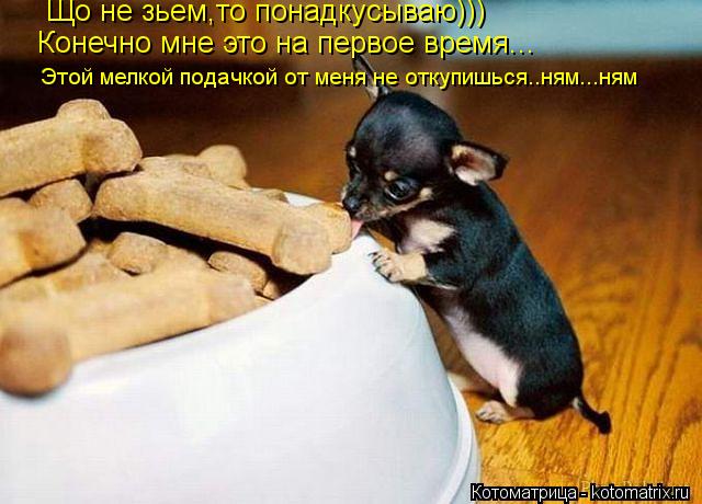 Котоматрица: Що не зьем,то понадкусываю))) Конечно мне это на первое время... Этой мелкой подачкой от меня не откупишься..ням...ням