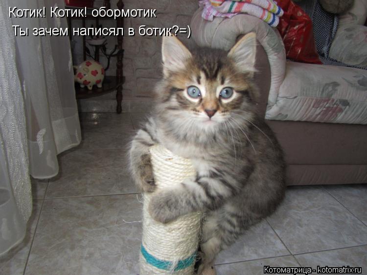 Котик обормотик картинки