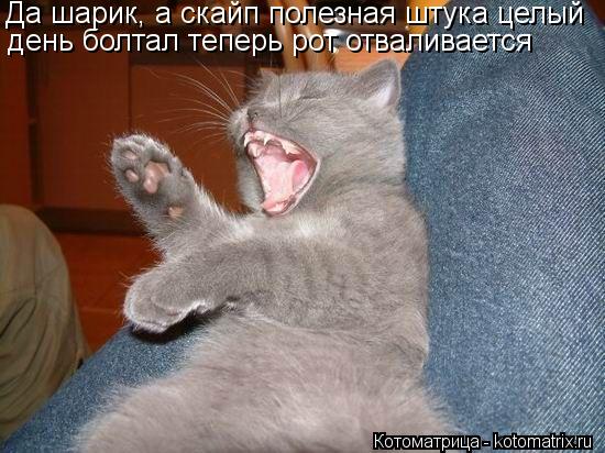 Котоматрица: Да шарик, а скайп полезная штука целый  день болтал теперь рот отваливается