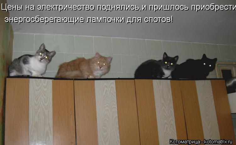 энергосберегающие лампочки для спотов! Цены на электричество поднялись,и пришлось приобрести... Котоматрица: энергосберегающие лампочки для спотов! Цены на электричество поднялись,и пришлось приобрести
