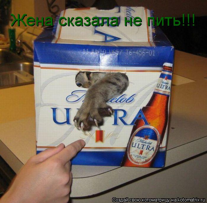 Котоматрица: Жена сказала не пить!!!