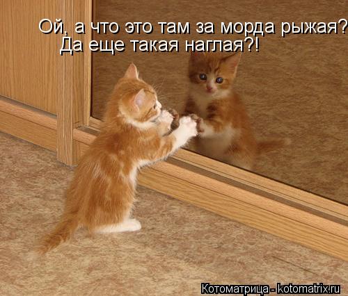 Ой, а что это там за морда рыжая?! Да еще такая наглая?!... Котоматрица: Ой, а что это там за морда рыжая?! Да еще такая наглая?!