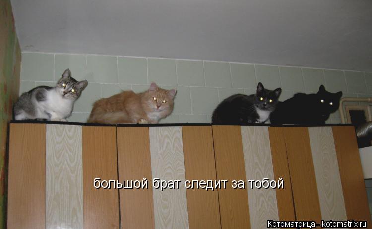 Котоматрица: большой брат следит за тобой