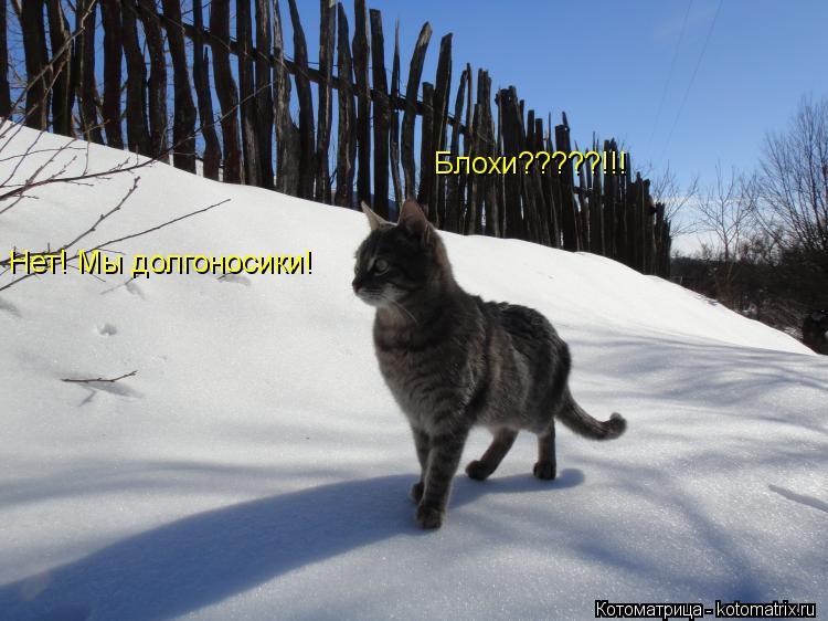 Котоматрица: Блохи?????!!! Нет! Мы долгоносики!