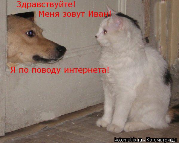 Котоматрица: Здравствуйте!   Меня зовут Иван!  Я по поводу интернета!
