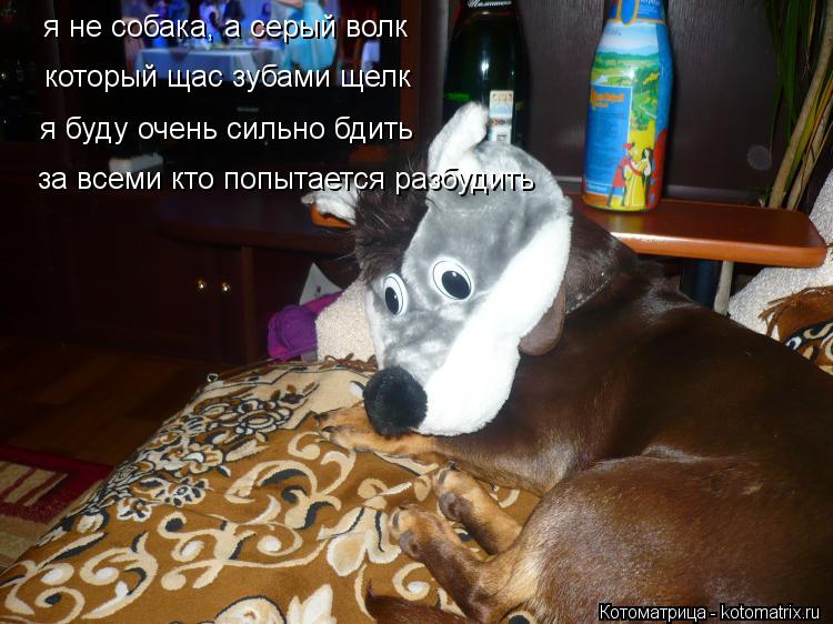 я не собака, а серый волк который щас зубами щелк я буду очень сильно бдить за всеми кто попытается р... Котоматрица: я не собака, а серый волк который щас зубами щелк я буду очень сильно бдить за всеми кто попытается разбудить