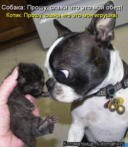 Собака: Прошу, скажи что это мой обед! Котик: Прошу, скажи что это моя игрушка!... Котоматрица: Собака: Прошу, скажи что это мой обед! Котик: Прошу, скажи что это моя игрушка!
