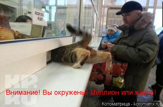 Котоматрица: Внимание! Вы окружены! Миллион или жизнь!