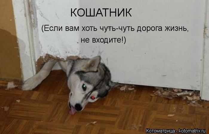 КОШАТНИК (Если вам хоть чуть-чуть дорога жизнь, не входите!)... Котоматрица: КОШАТНИК (Если вам хоть чуть-чуть дорога жизнь, не входите!)