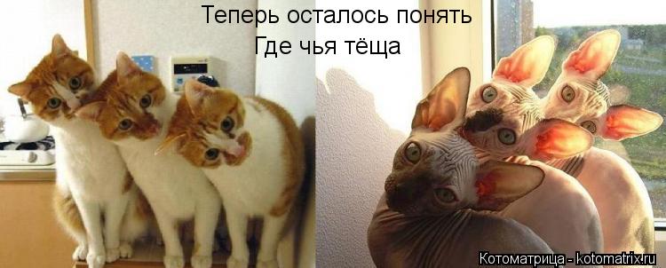Теперь осталось понять Где чья тёща... Котоматрица: Теперь осталось понять Где чья тёща