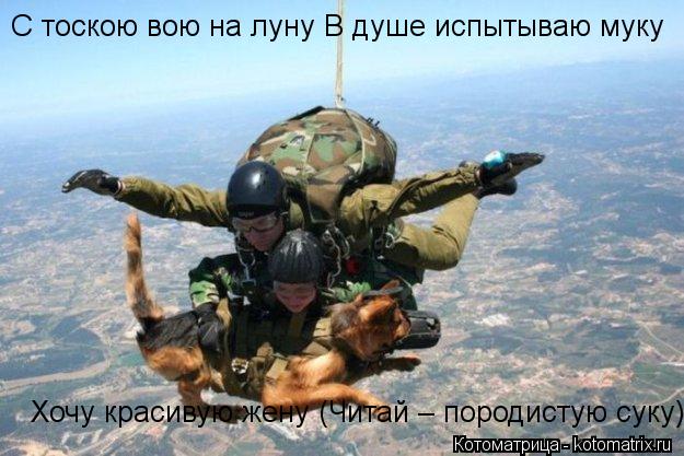 С тоскою вою на луну В душе испытываю муку Хочу красивую жену (Читай – породистую суку)... Котоматрица: С тоскою вою на луну В душе испытываю муку Хочу красивую жену (Читай – породистую суку)