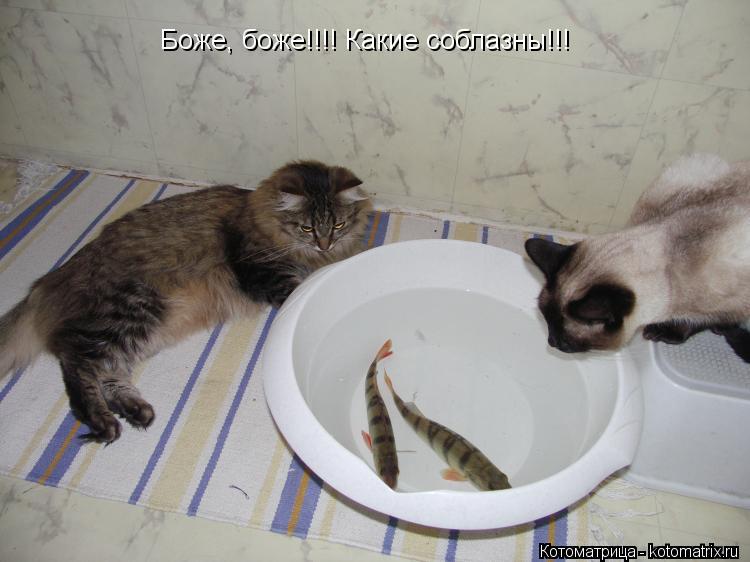 Котоматрица: Боже, боже!!!! Какие соблазны!!!