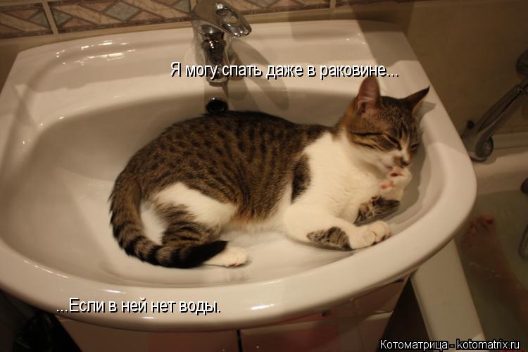 Котоматрица: Я могу спать даже в раковине... ...Если в ней нет воды.