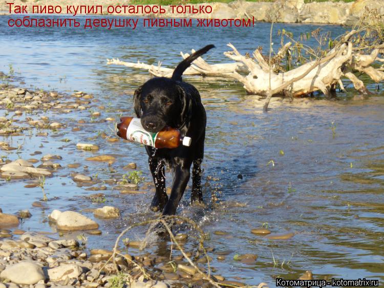 Котоматрица: Так пиво купил осталось только  соблазнить девушку пивным животом!