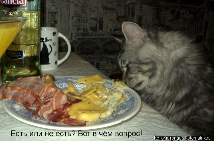 Есть или не есть? Вот в чём вопрос!... Котоматрица: Есть или не есть? Вот в чём вопрос!