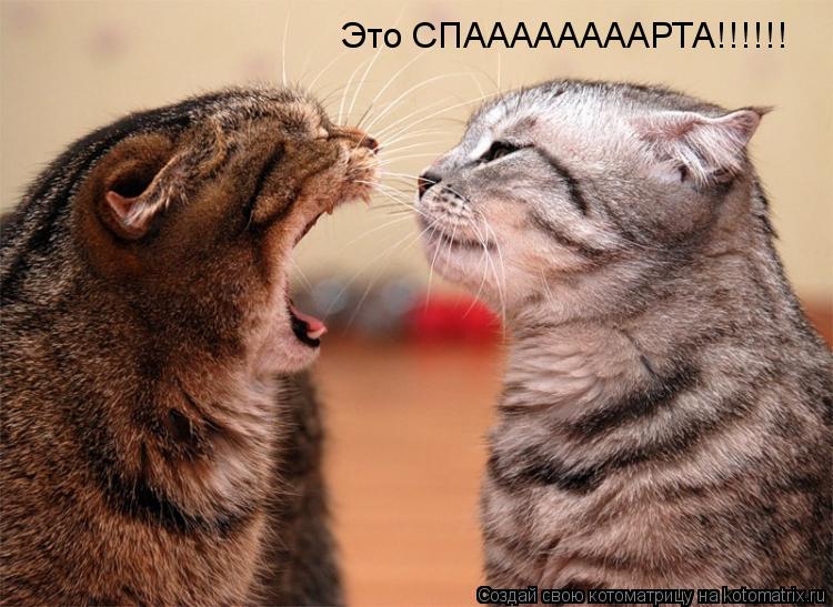 Это СПААААААААРТА!!!!!!... Котоматрица: Это СПААААААААРТА!!!!!!