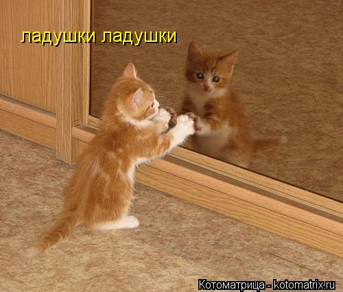 ладушки ладушки... Котоматрица: ладушки ладушки
