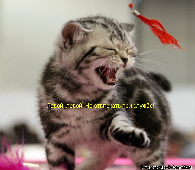 Котоматрица: Левой, левой! Не отвлекать при службе!