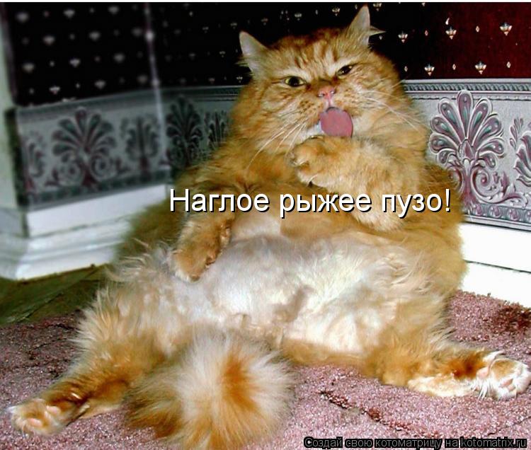 Наглое рыжее пузо!... Котоматрица: Наглое рыжее пузо!