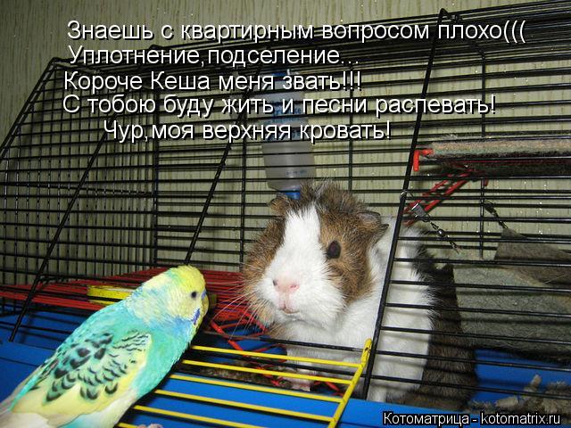Котоматрица: Знаешь с квартирным вопросом плохо((( Уплотнение,подселение... Короче Кеша меня звать!!! С тобою буду жить и песни распевать! Чур,моя верхняя к