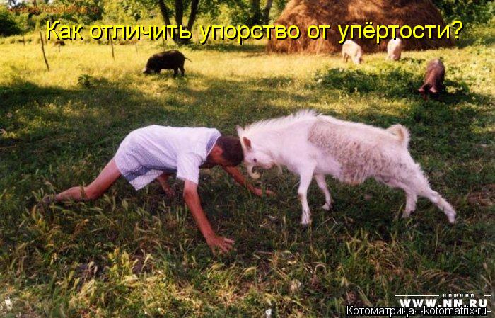 Как отличить упорство от упёртости?... Котоматрица: Как отличить упорство от упёртости?