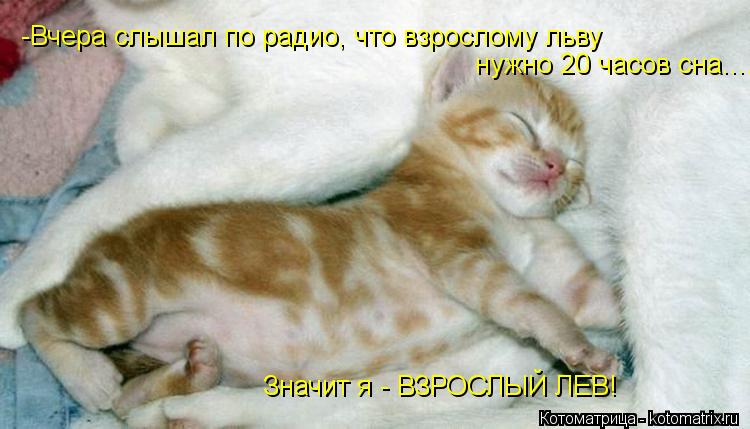 -Вчера слышал по радио, что взрослому льву нужно 20 часов сна..... Значит я - ВЗРОСЛЫЙ ЛЕВ!... Котоматрица: -Вчера слышал по радио, что взрослому льву нужно 20 часов сна..... Значит я - ВЗРОСЛЫЙ ЛЕВ!