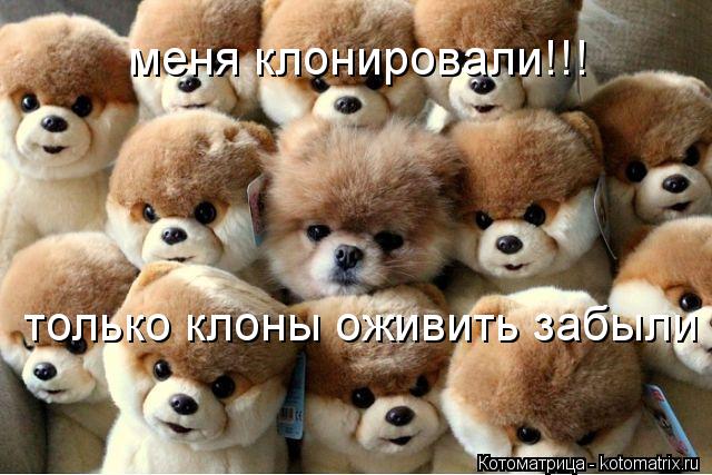 Котоматрица: меня клонировали!!! только клоны оживить забыли